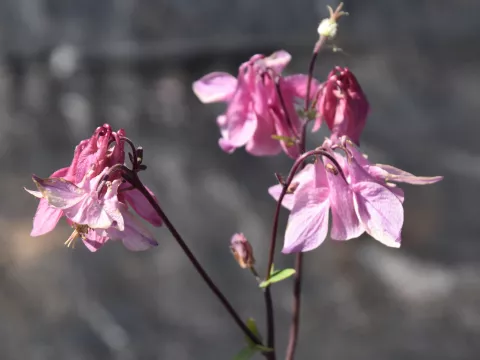 Aquilegia vulgaris 'Heidi'