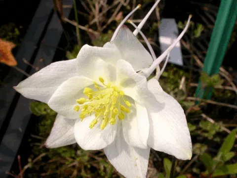 Aquilegia 'Kristall' (Silver Queen)