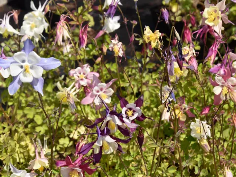 Aquilegia 'McKana Hybrids'