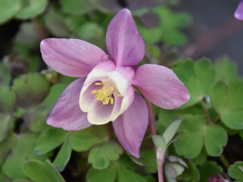 Aquilegia flabellata 'Cameo Pink and White'
