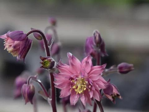 Aquilegia vulgaris 'Rosa Barlow'