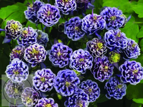 Aquilegia vulgaris 'Winky Double Blue & White'