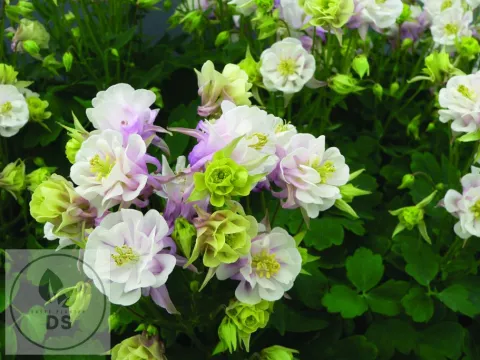 Aquilegia vulgaris 'Winky Double Pink & White'