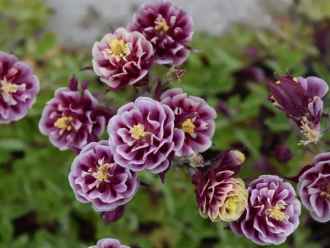 Aquilegia vulgaris 'Winky Double Red & White'
