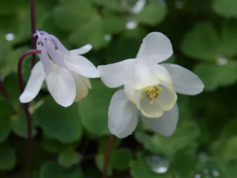 Aquilegia flabellata 'Cameo White'