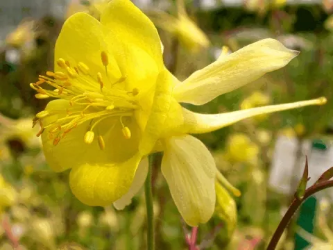 Aquilegia chrys. 'Yellow Queen'