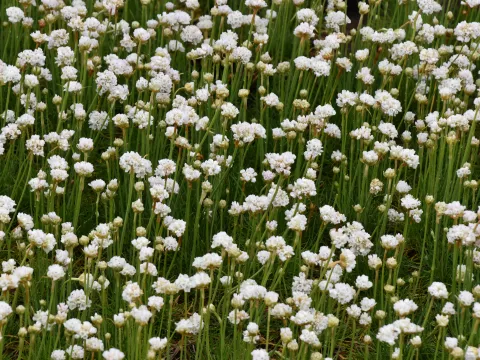 Armeria mar. 'Alba'