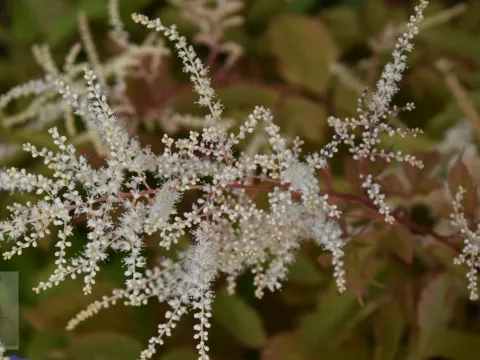 Aruncus dioicus