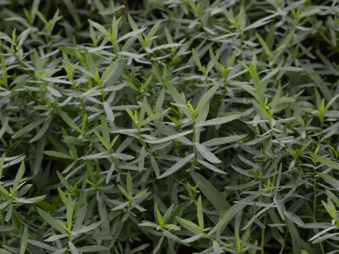 Artemisia dracunculus-dragon