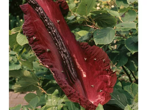 Arum dracunculus