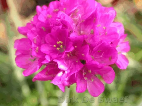 Armeria mar. 'Duesseldorfer Stolz'