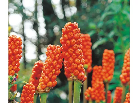 Arum italicum