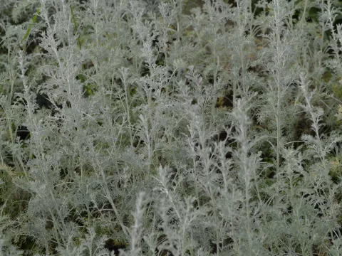 Artemisia arbor. 'Little Mice'