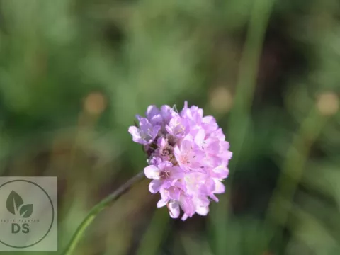 Armeria maritima