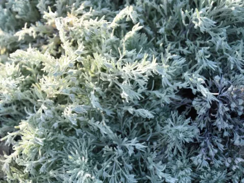 Artemisia schmidtiana 'Nana'