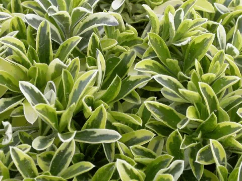 Arabis fern.-coburgii 'Old Gold'