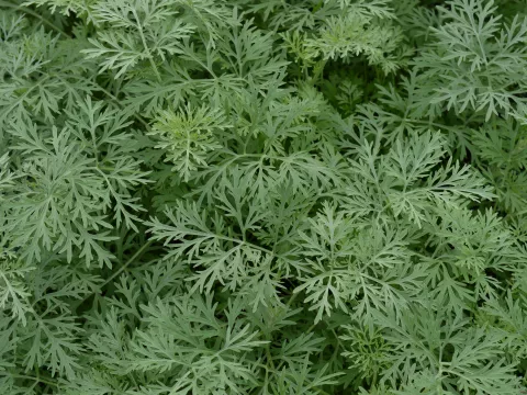 Artemisia 'Powis Castle'