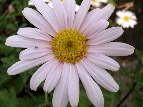 Arctanthemum arct. 'Roseum'