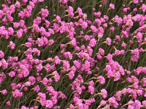 Armeria mar. 'Rubrifolia (Vesuv)