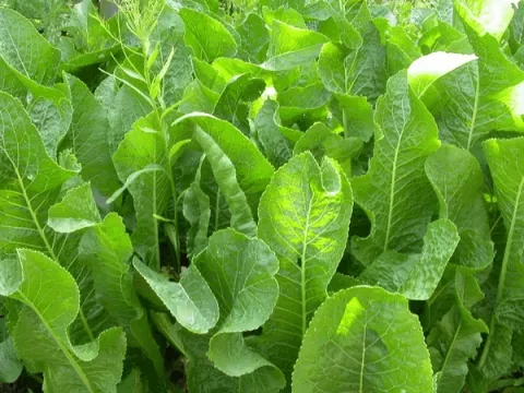 Armoracia rusticana-mierikswortel