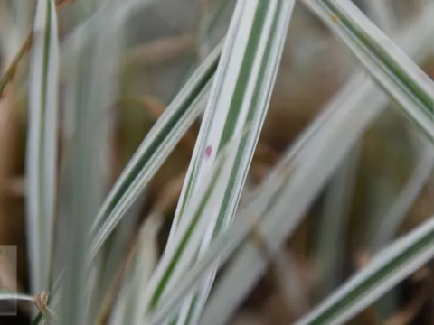 Arrhenatherum elatius 'Variegatum'
