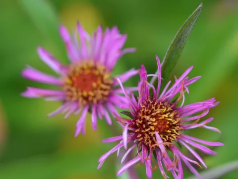 Aster novae-a. 'And. an P. Gerber'