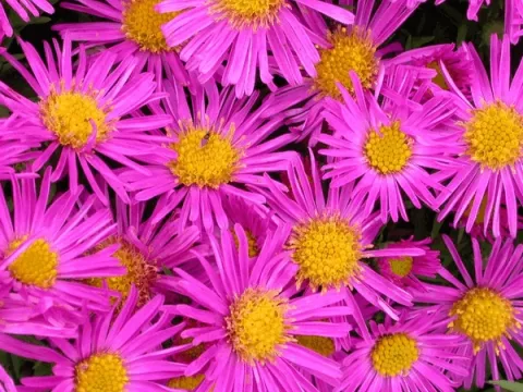 Aster (D) 'Alice Haslam'