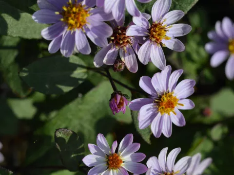 Aster ageratoides 'Adustus Nanus'