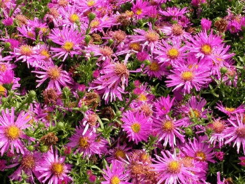 Aster (D) 'Anneke'