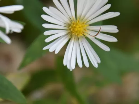 Aster radula 'August Sky'