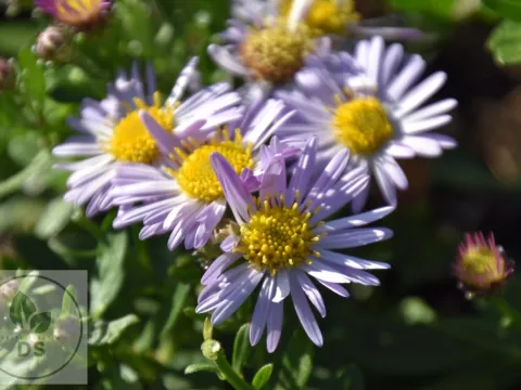 Aster ageratoides 'Asmö'