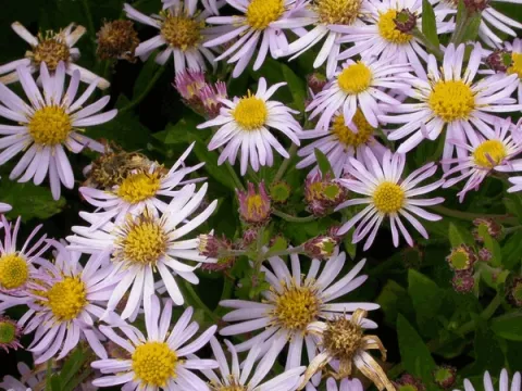 Aster ageratoides 'Asran'