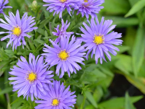 Aster (D) 'Augenweide'