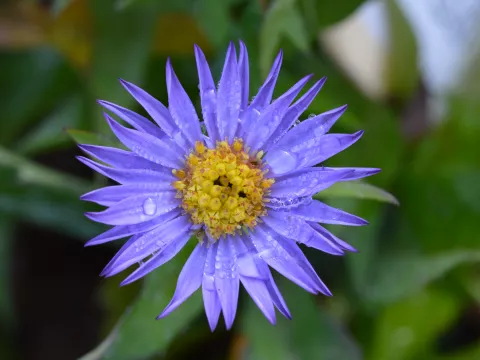 Aster (D) 'Barbados'