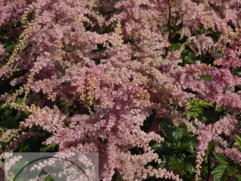 Astilbe (A) 'Bressingham Beauty'