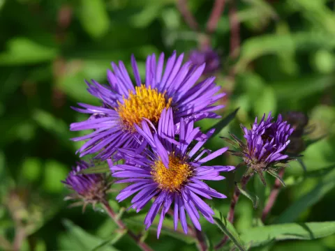 Aster novae-a. 'Barr's Blue'