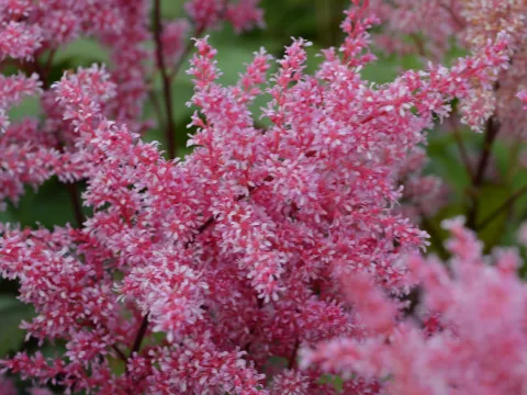 Astilbe (S) 'Bronze Elegans'