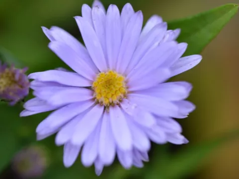 Aster laevis 'Blauschleier'