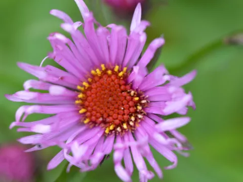 Aster novae-a. 'Barr's Pink'