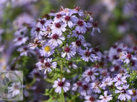 Aster eric. 'Blue Star'