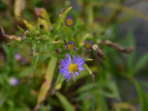 Aster eric. 'Blue Wonder'