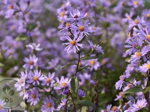 Aster laevis 'Calliope'