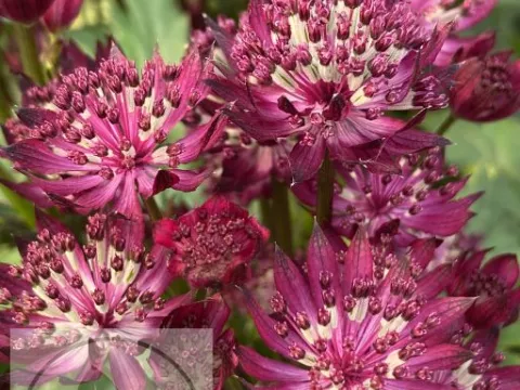 Astrantia major 'Claret'