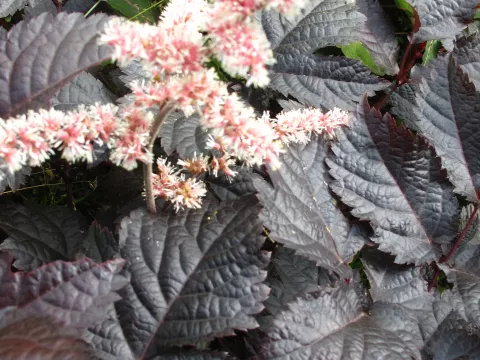 Astilbe hybr. 'Chocolate Shogun'
