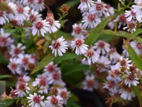 Aster eric. 'Erlkoenig'