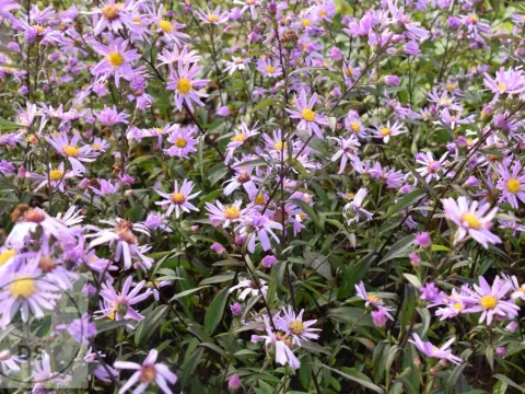 Aster laevis 'Glow in the Dark'