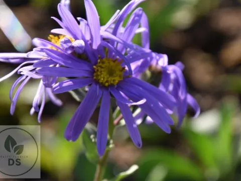 Aster amellus 'Gründer'