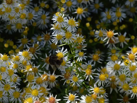 Aster eric. 'Golden Spray'