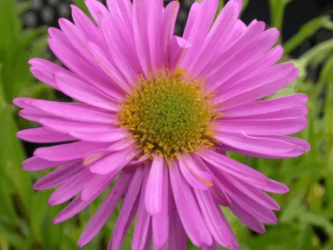 Aster alpinus 'Happy End'