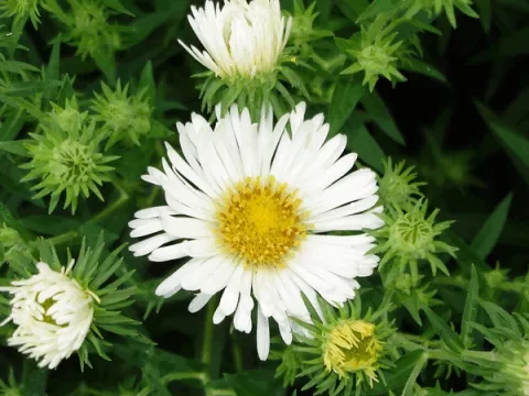 Aster novae-a. 'Herbstschnee'